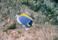 Great snorkeling at Anse Lazio, Praslin - Seychelles