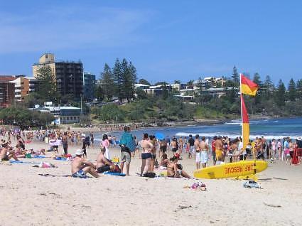 Sunshine coast: shark alert, everyone out!