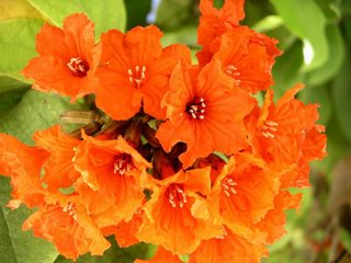 Flowers at Sapphire Beach, St Thomas