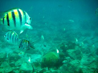 Fish at Arashi Beach Aruba