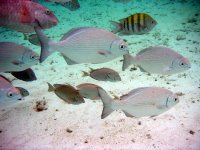 Fish abound at Baby Beach, Aruba Beaches