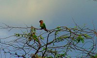 Local Aruban Parakeet at Eagle Beach Aruba
