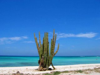 Cactus at Arashi Beach - Aruba Beaches