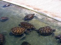 Turtle Farm - Grand Cayman