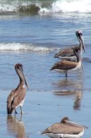 Estuary at Playa Hotelera - San Jose del Cabo