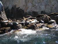 Sea Lion Colony - Los Frailes, Los Cabos area