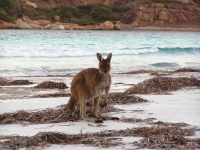 Kangaroo on Beach, Hyams Beach, Jervis Bay, Australia