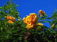 Ipe Amarelo - Yellow Poui, lining the road along Praia dos Ossos to Azedinha, Búzios, Brazil