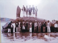 Whaling - Armação bay in Búzios, Rio de Janeiro, Brazil