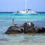 Arashi Beach Aruba Snorkeling