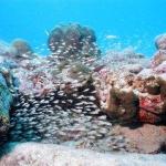 Arashi Beach Aruba Snorkeling