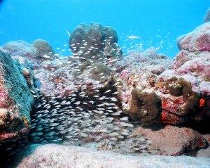 Arashi Beach Aruba Snorkeling