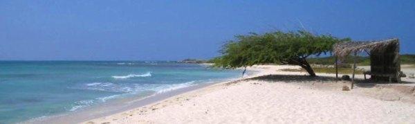 Arashi Beach Aruba Snorkeling