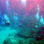 Scuba Black Rock, Kaanapali, Maui, Hawaii