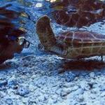 Bora Bora snorkeling turtle