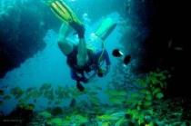 Diving in the Maldives