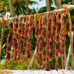seaweed drying Matemwe Zanzibar Tanzania