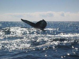 Whale near Playa Solmar Beach Cabo