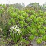 Whiteland Beach Eleuthera Bahamas