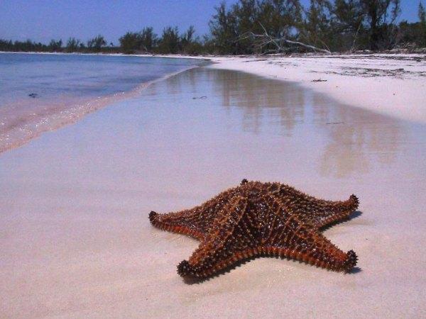 Club Med Beach Eleuthera Bahamas