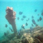 Diving at El Escambron Puerto Rico