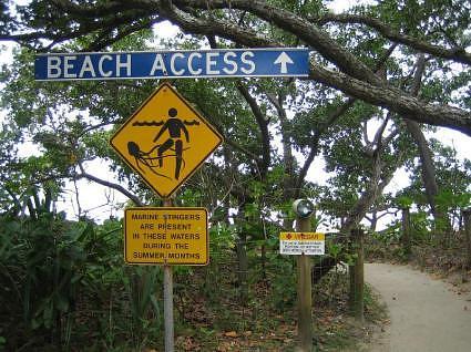 box jelly fish (zum Glueck nicht gesehen)