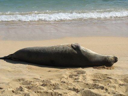 Hawaiian Monk Seal sleeping on Poipu Beach