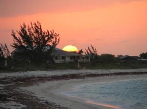 Sea Grass washed up on Grace Bay Beach