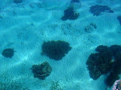 235 - coral on the sea floor off malapascua