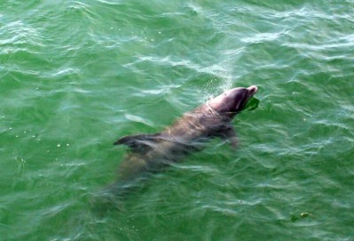 Bottle Nose Dolphin at Clearwater Beach