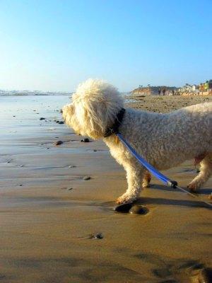 Near Dog Beach, Del Mar, San Diego