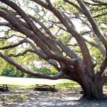 South Ponte Vedra Beach Recreation Area, Florida