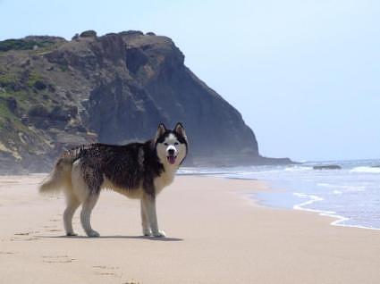 Odeceixe - Algarve - Nice dog on the beach - Portugal - Algarve