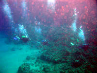 Scuba is great at Kaanapali Beach – Maui, Hawaii