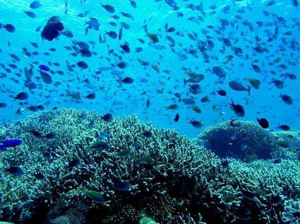 the tubbataha reef02