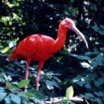 scarlet ibis Levera National Park Grenada