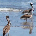 Playa Hotelera - San Jose del Cabo