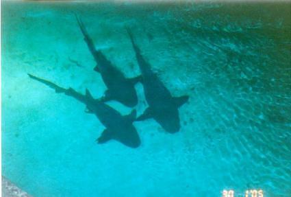 Sharks sleeping... at Isla Mujeres, Mexico near Cozumel