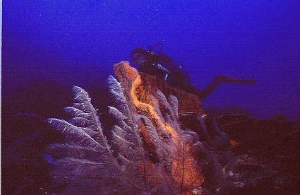 Orange Elephant Ear Sponge and Black Coral