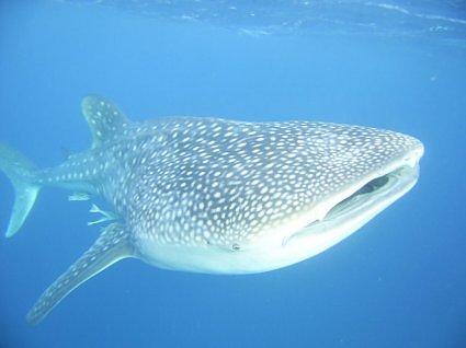 Cozumel whale shark sighting.