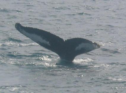 Humpback Whale Tail - Samana Penisula  - February 2006
