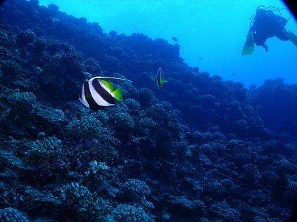 Pennant Fish at Molokini Crater backwall