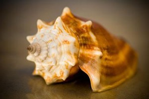 Florida fighting conch