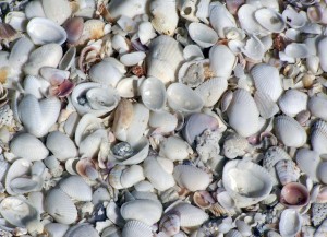 Sanibel shells