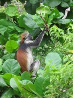 Red Colobus monkey in Jozani Forest, Zanzibar