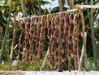 Seaweed drying at Matemwe Beach - Zanzibar Tanzania