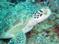 Turtle at Mnemba Atoll, Zanzibar